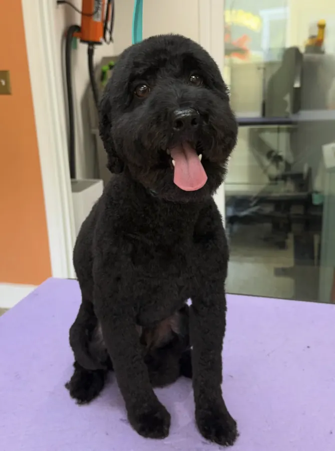 Black doodle after a clean, even trim