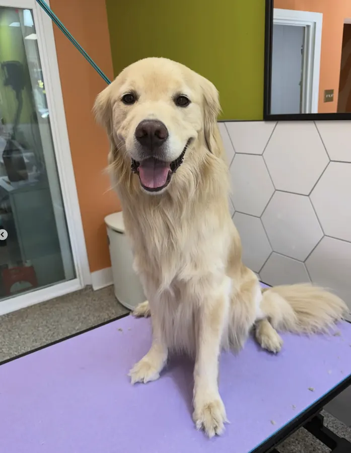 Golden retriever before grooming