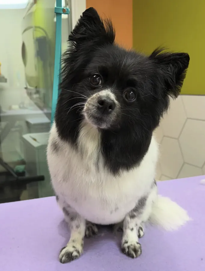 Black and white Pomeranian, brushed out and trimmed