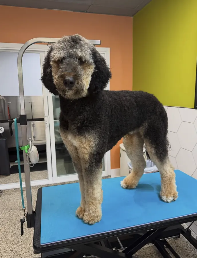 Large black and tan poodle mix before grooming